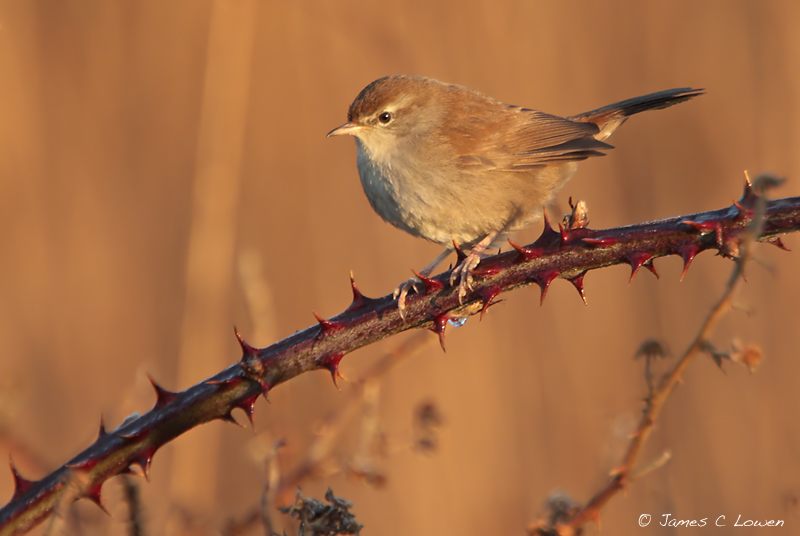 Cettis Warbler