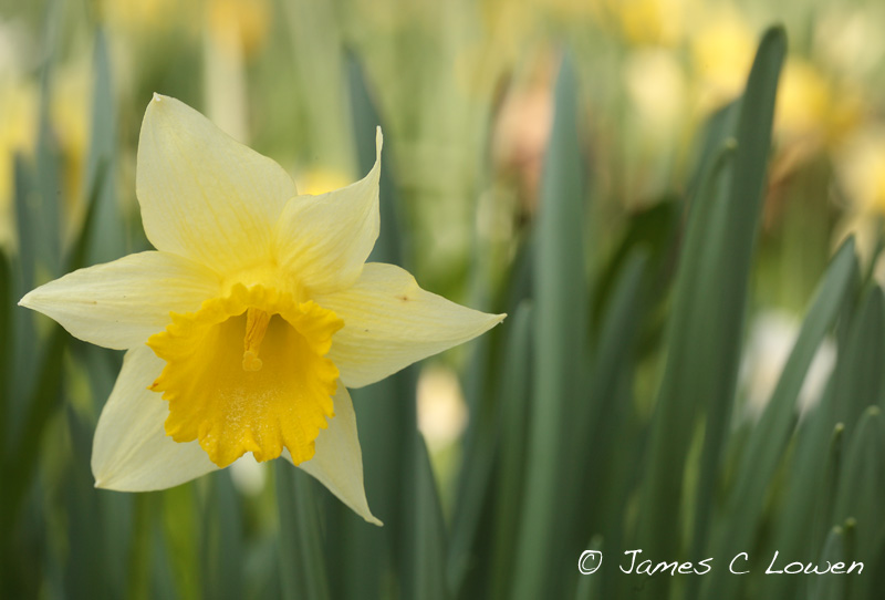 Wild daffodil