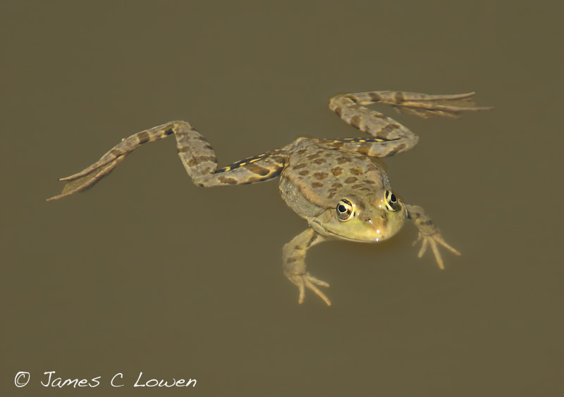 Other wildlife