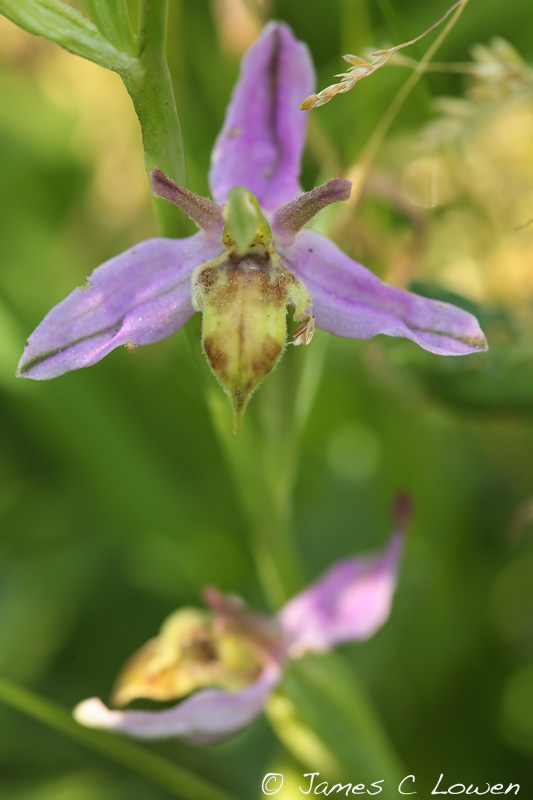 Wasp Orchid