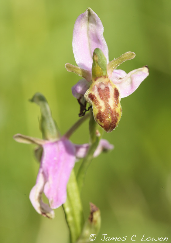 Wasp Orchid