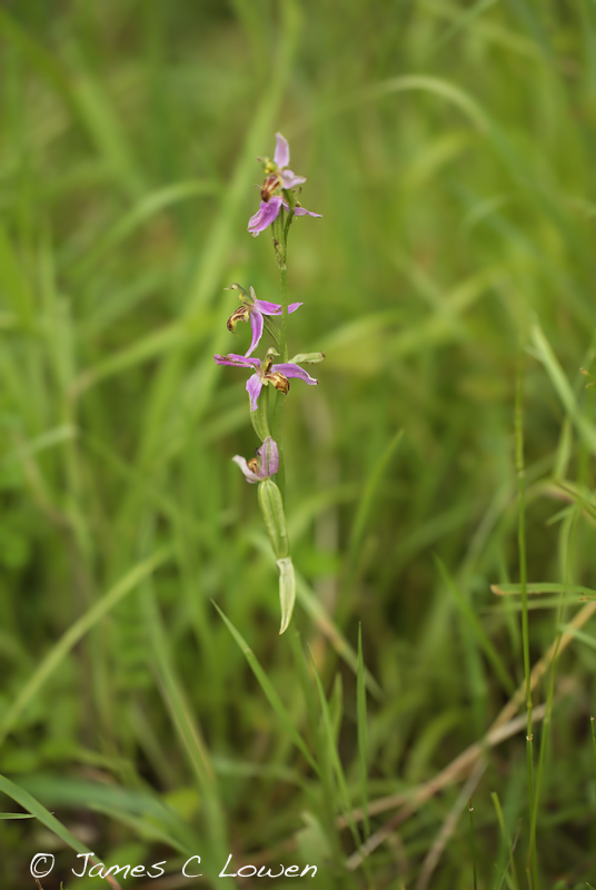 Wasp Orchid