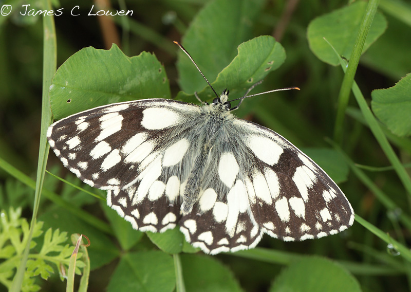 Marbled White
