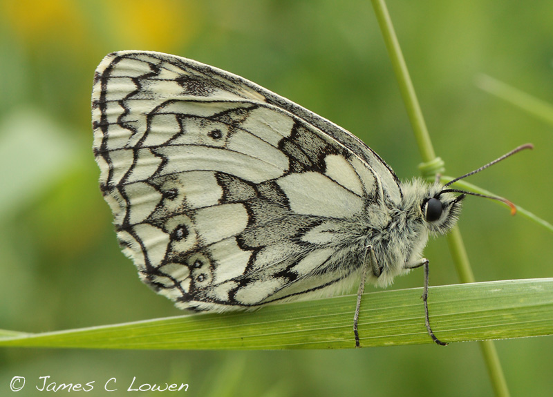 Marbled White