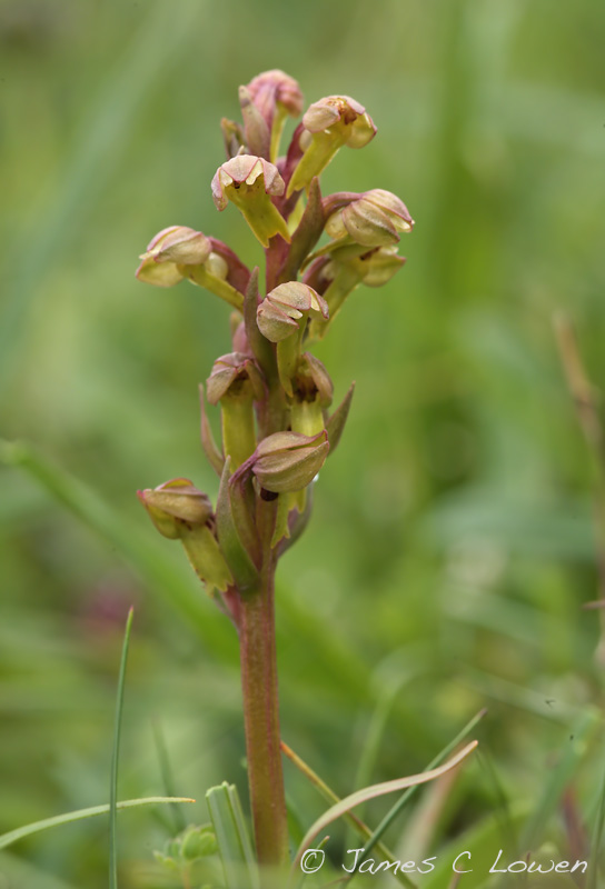 Frog Orchid