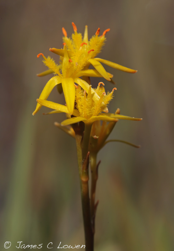 Bog Asphodel