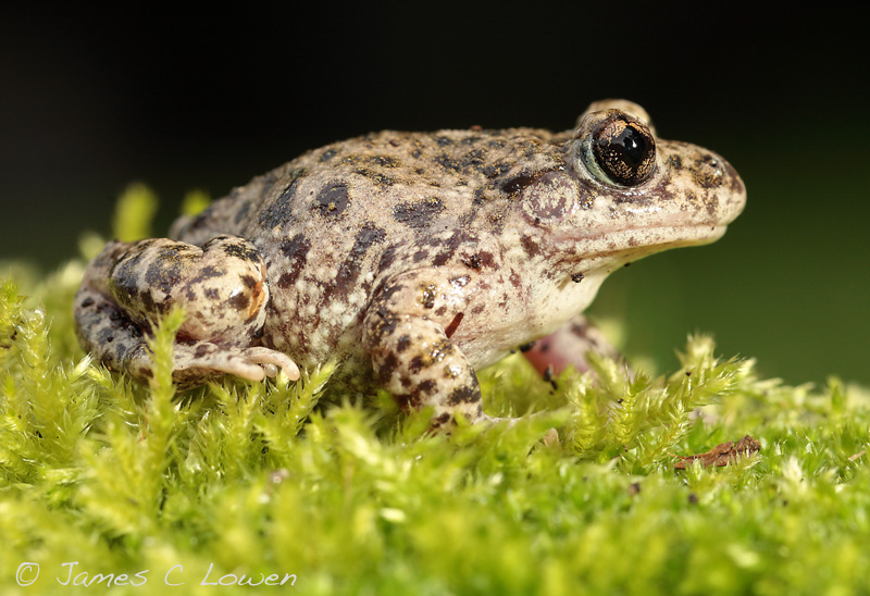 Southern Midwife Toad