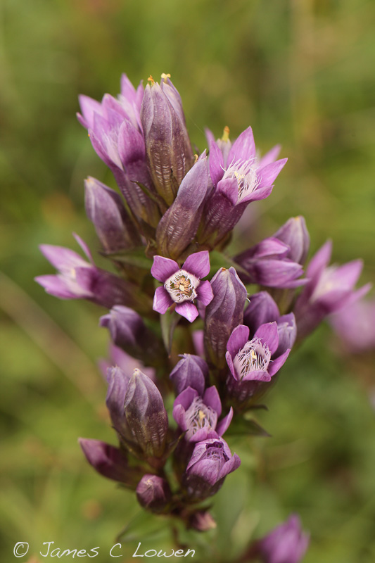 Chiltern Gentian