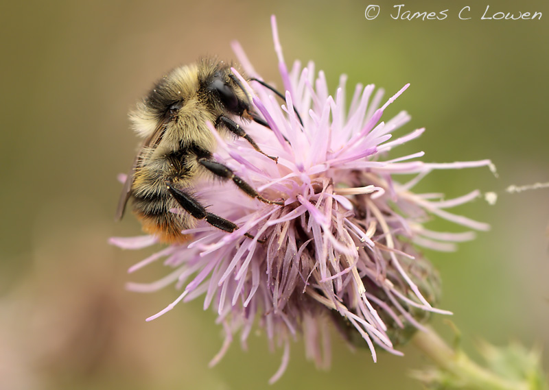 Shrill Carder Bee