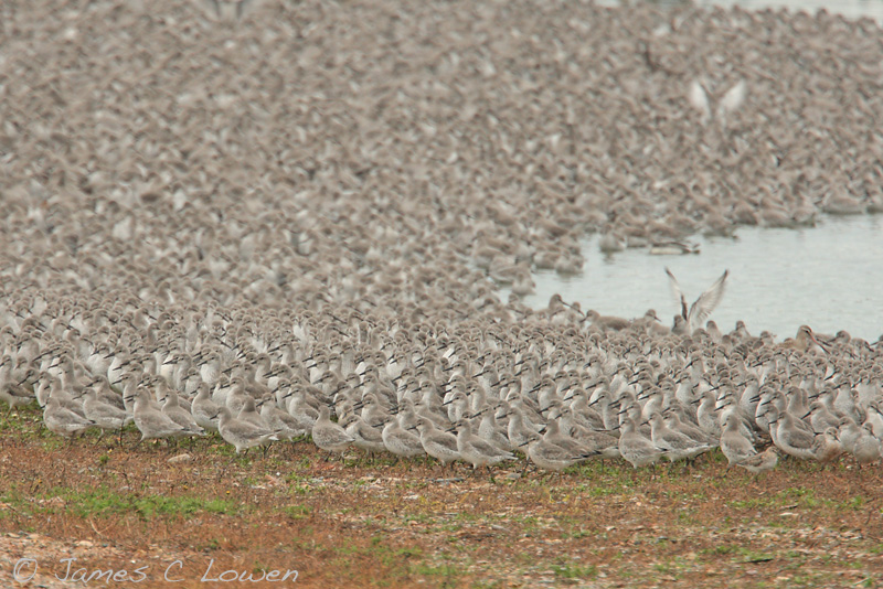 Estuary waders