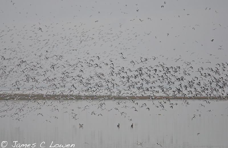 Estuary waders