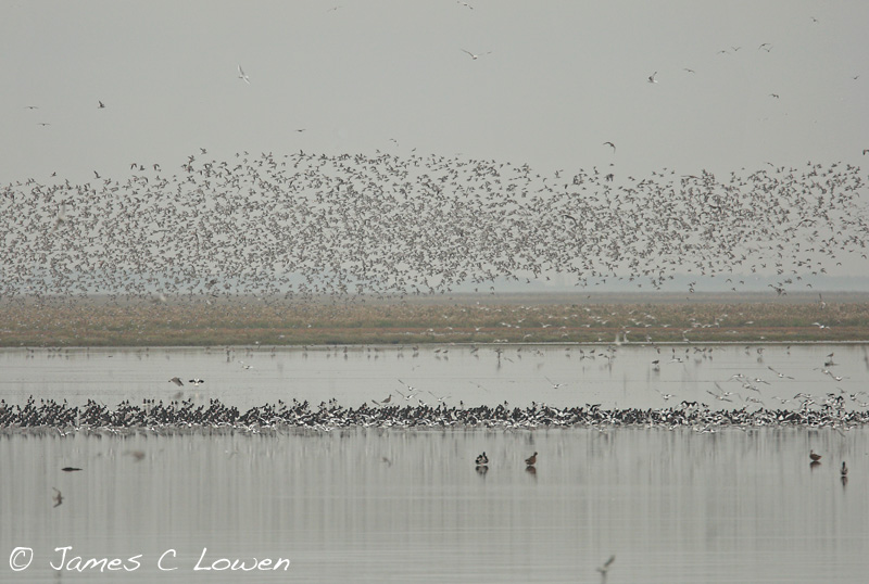 Estuary waders