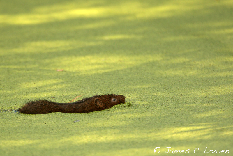 Water Vole