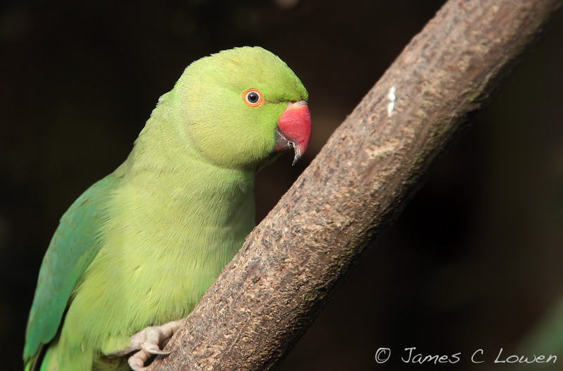 *NEW* Ring-necked Parakeet