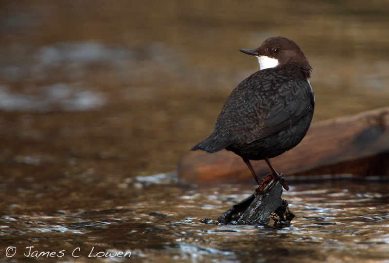 Black-bellied Dipper