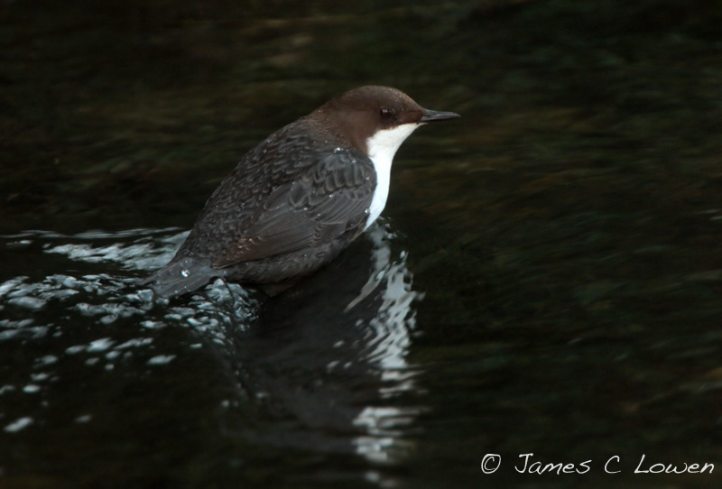 Black-bellied Dipper