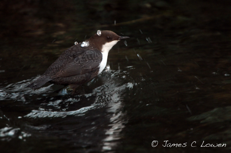 Black-bellied Dipper