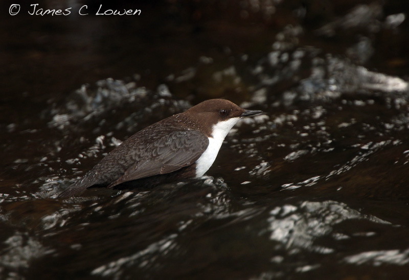 Black-bellied Dipper