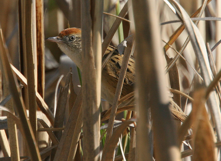 Bay-capped Wren-spinetail