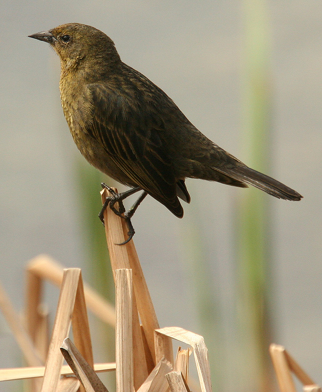 Chestnut-capped Blackbird