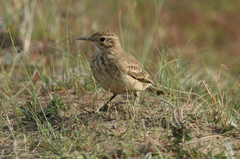 Common Miner