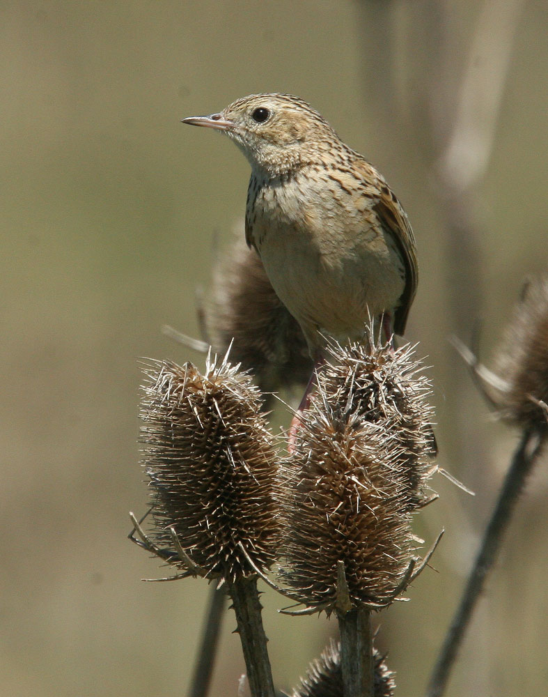 Hellmayrs Pipit