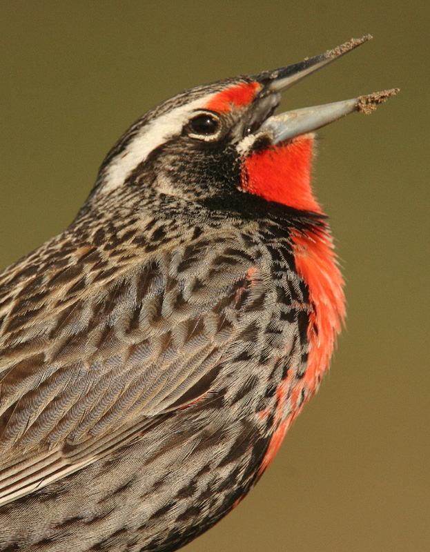 Long-tailed Meadowlark