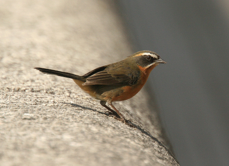 Black-and-rufous Warbling-finch