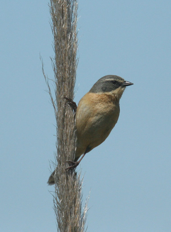 Long-tailed Reedfinch