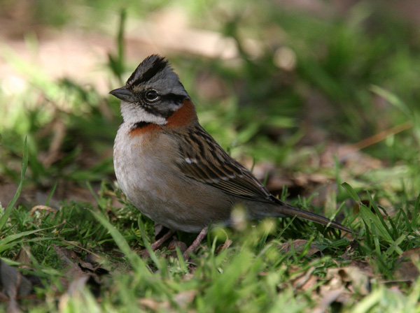 Rufous-collared Sparrow