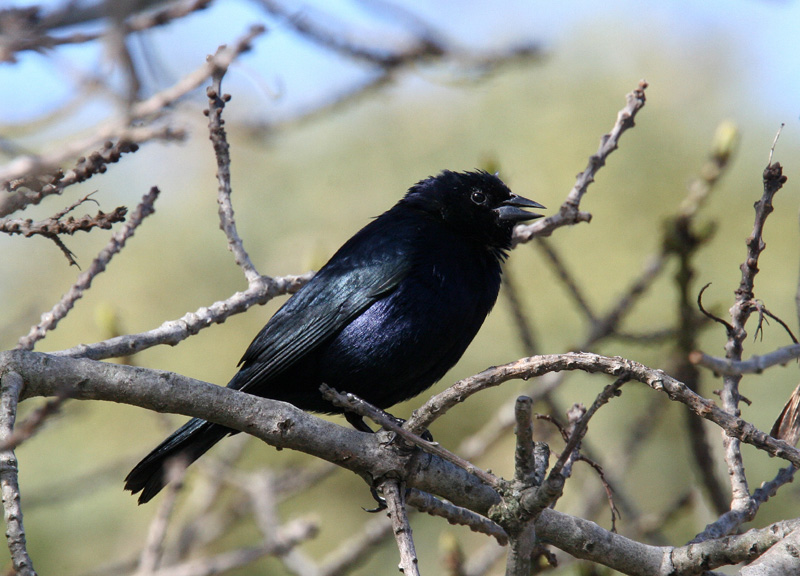 Shiny Cowbird