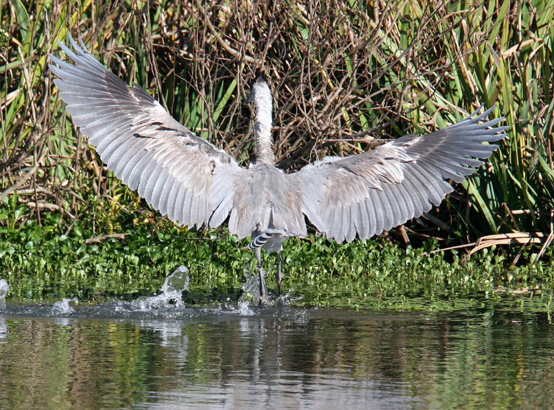 Cocoi Heron