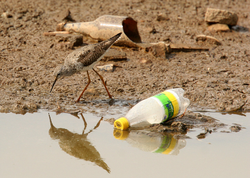 Lesser Yellowlegs