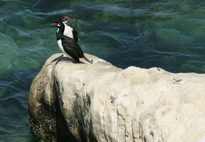 Magellanic Cormorants