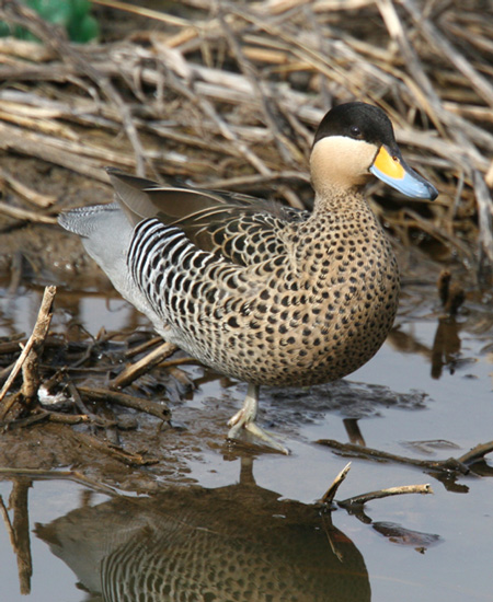 Silver Teal