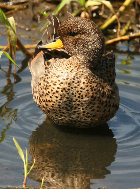 Speckled Teal