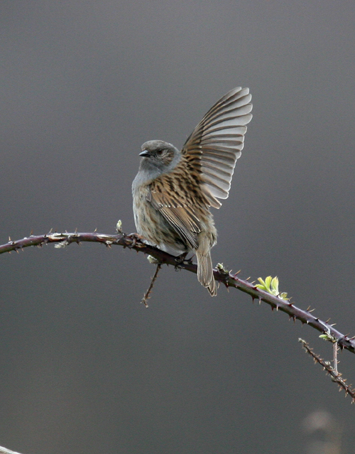 Dunnock