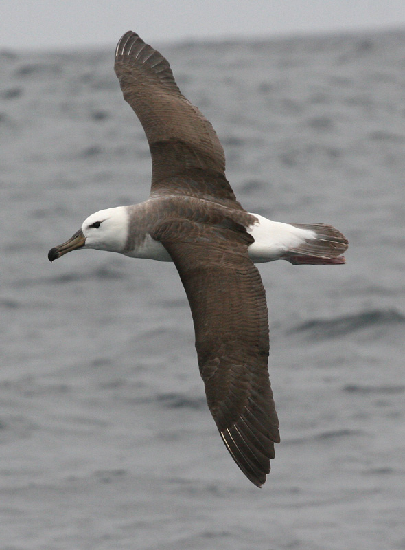 Black-browed Albatross