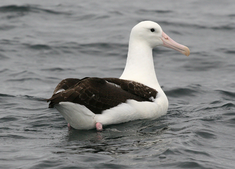 Northern Royal Albatross