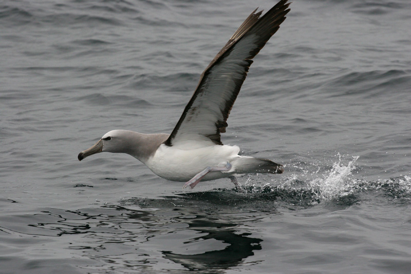 Salvins Albatross