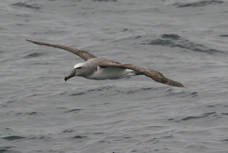 Salvins Albatross