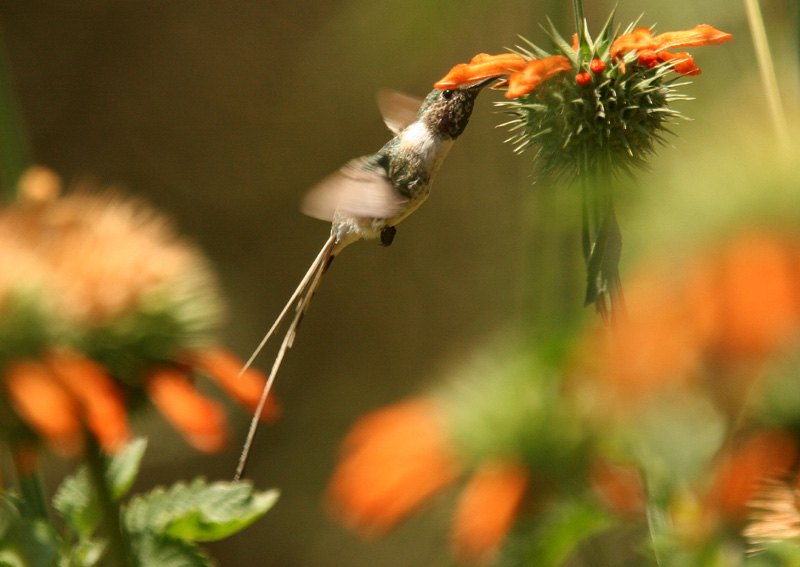 Peruvian Sheartail: male
