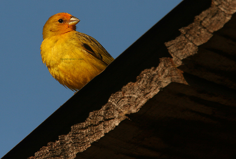 Saffron Finch