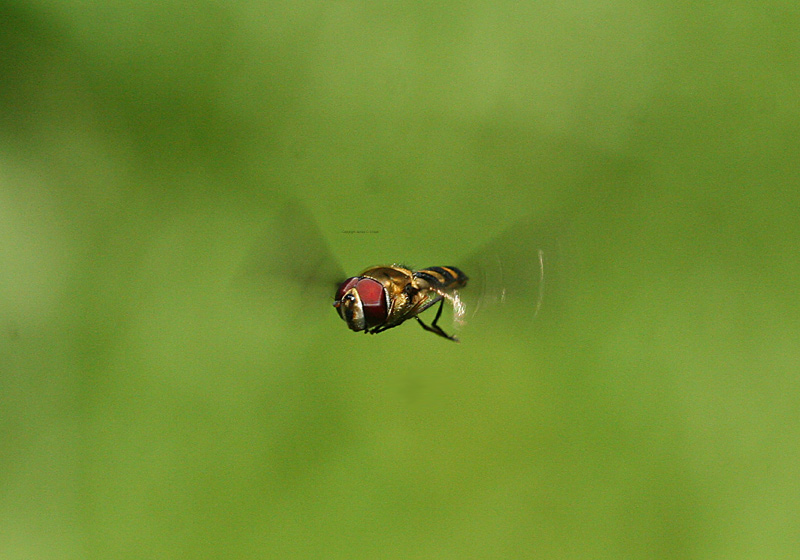 Hoverfly hovering