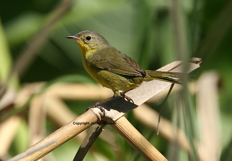 Masked Yellowthroat