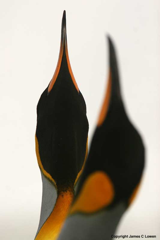 King Penguin pair displaying