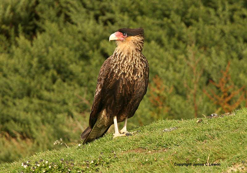 Southern Crested Caracara