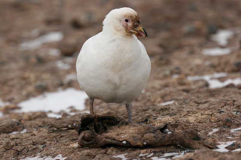 Snowy Sheathbill