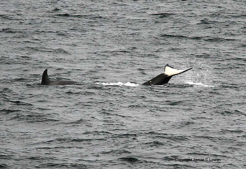 Orca