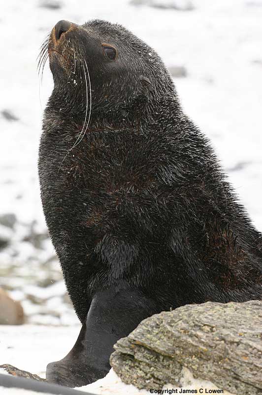 Antarctic Fur Seal